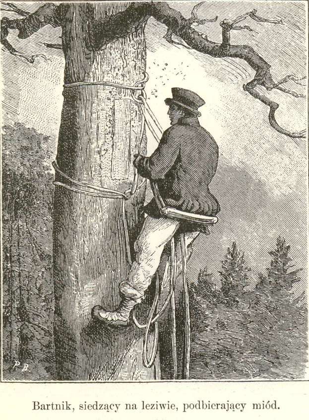 Бортево́е пчеловодство, бо́ртничество