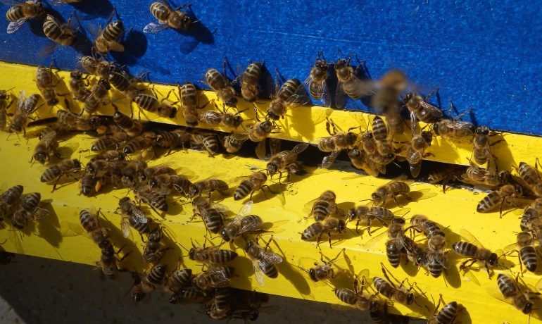 Центр захисту пасічників Украиїни