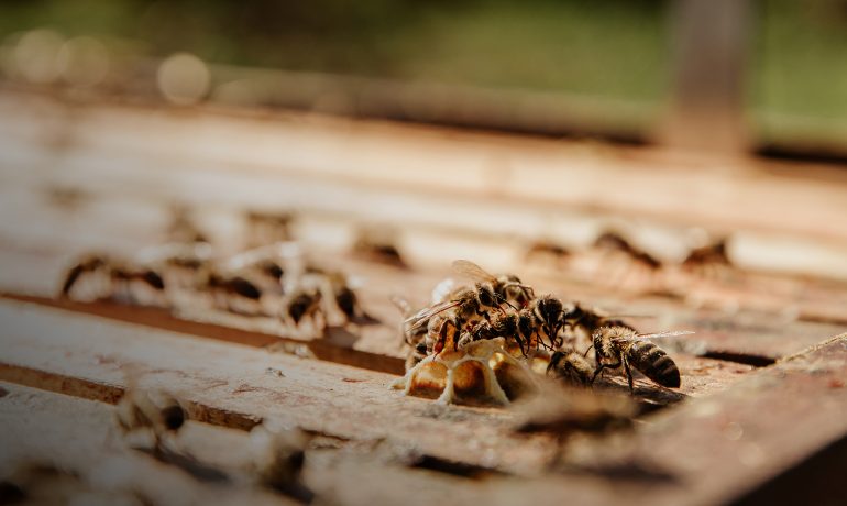 пчелиный яд