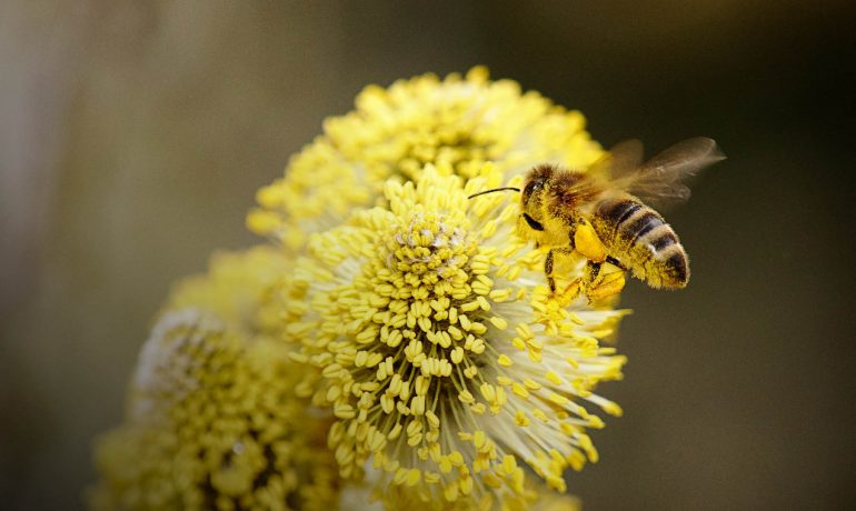 Ранній обліт бджіл