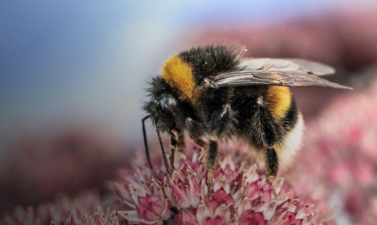 Бджільництво по-канадськи