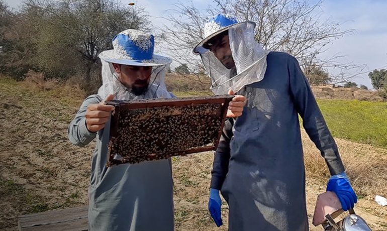 Пчеловодство в Пакистане