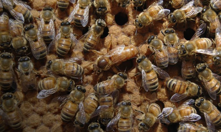 розплід бджіл