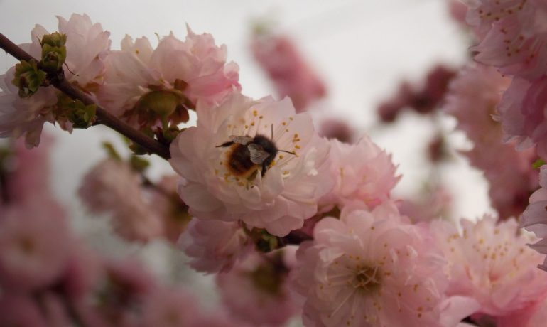 Бджільництво - 2021