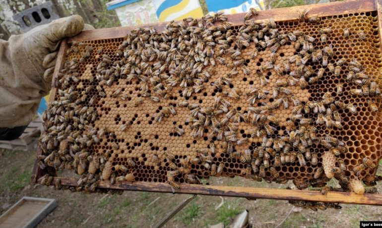 Бджільництво у США