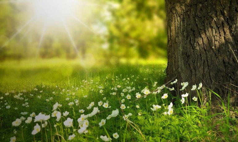 Мед з мільярда дерев