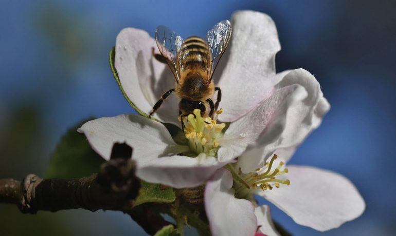 опыление пчелами