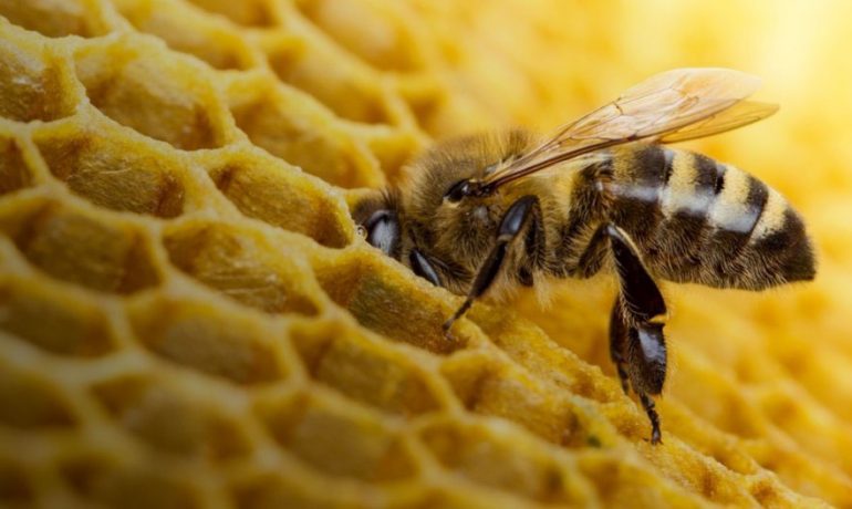 Золота Пасіка 5