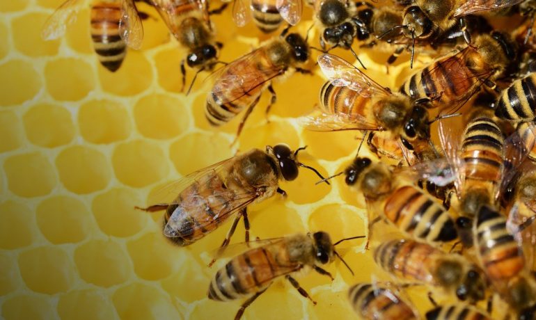 пподдержка пчеловодства