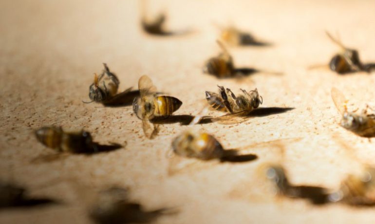 суд гибель пчел