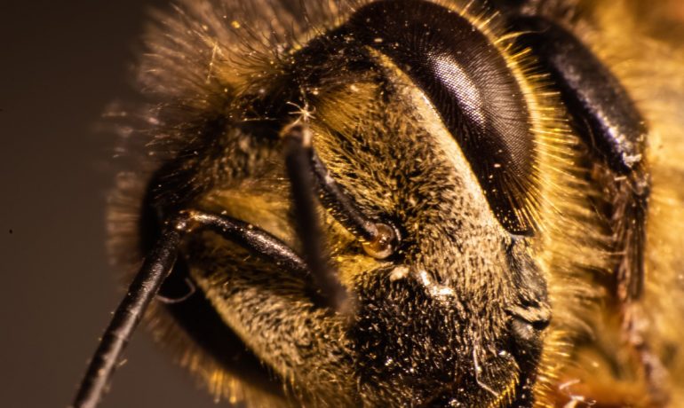 зрение пчелы