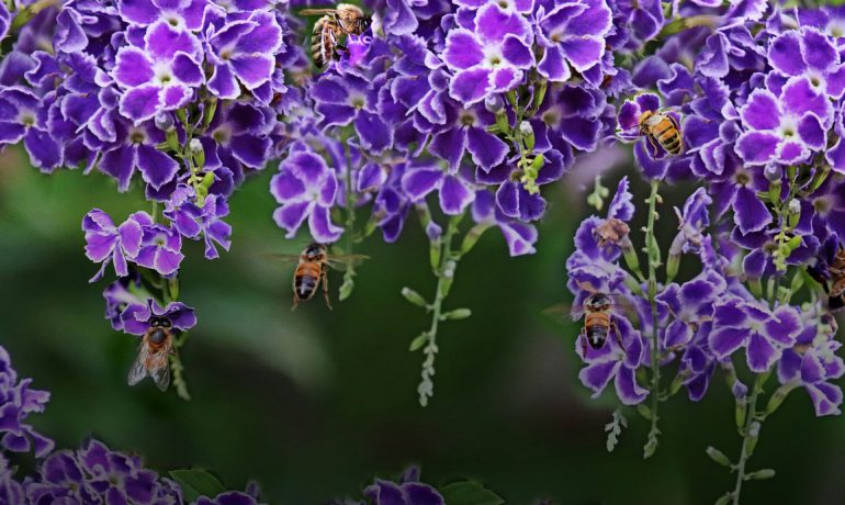 пчелы Китай