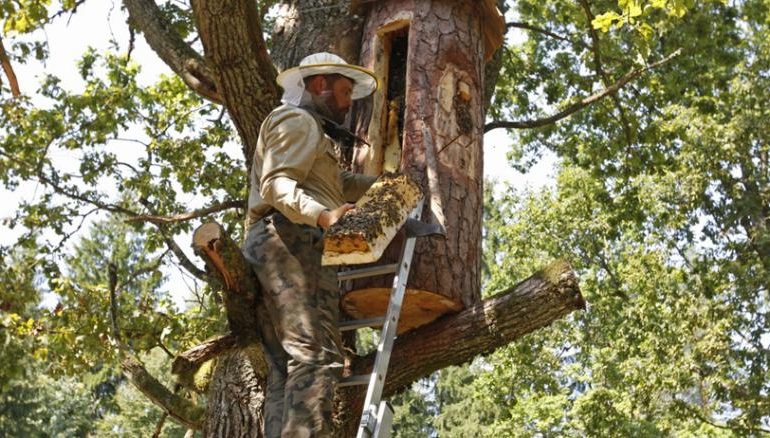 бортничество