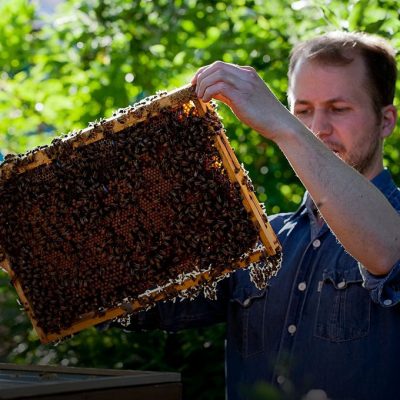 Бджолярі Західної Європи бояться за своє майбутнє