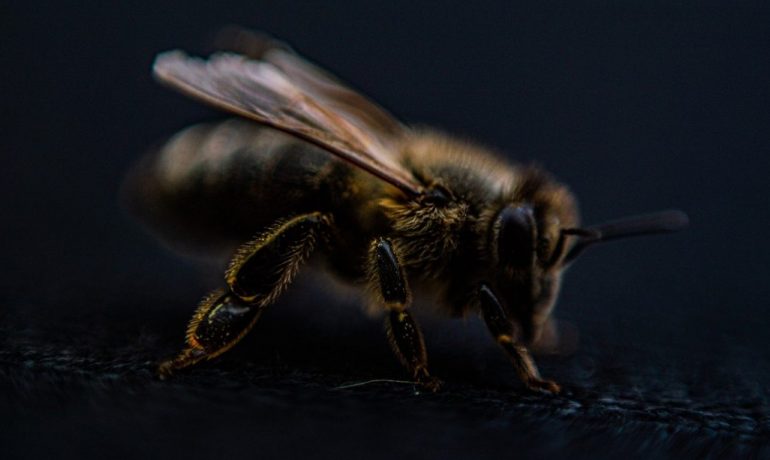 енергія бджоли