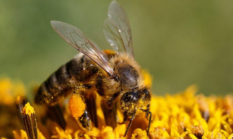 Бджільництво Слобожанщини 2022