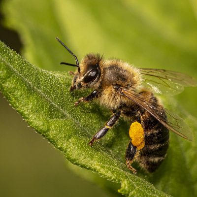 Ода бджолі