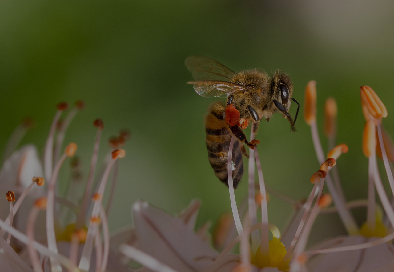 Топ-10 фактів про бджіл